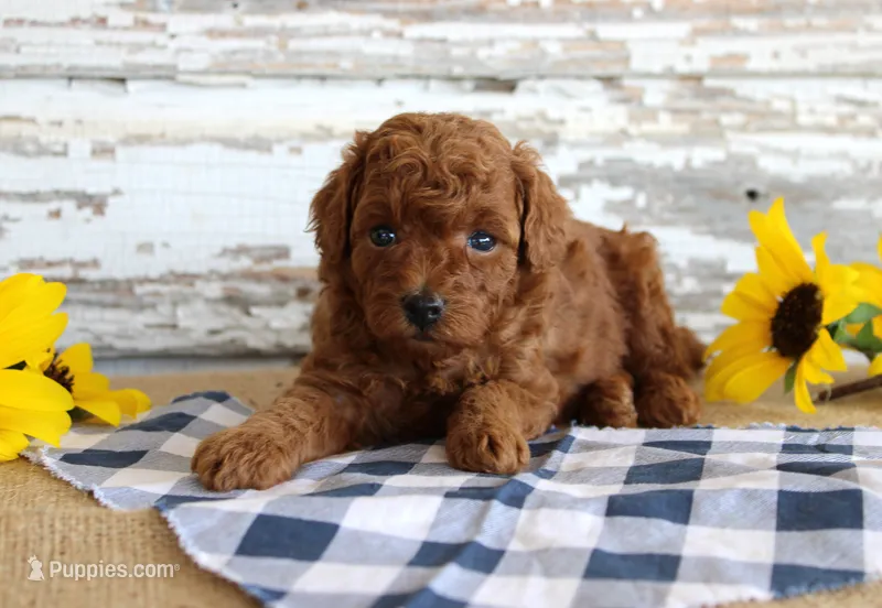Champ – Poodle - Toy  puppy for sale in Chatham, VA