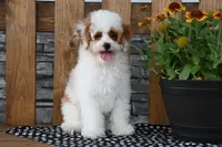 Nacho, a male Poodle - Miniature  for sale in Chatham, VA – 4 of 10