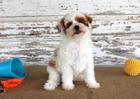 Nacho, a male Poodle - Miniature  for sale in Chatham, VA – 2 of 5