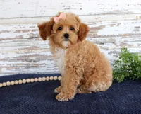 Penny, a female Poodle - Toy  for sale in Chatham, VA – 3 of 10
