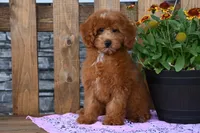 Nicki, a female Poodle - Miniature  for sale in Chatham, VA – 3 of 10