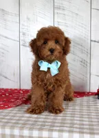Ryder, a male Poodle - Toy  for sale in Chatham, VA – 2 of 9