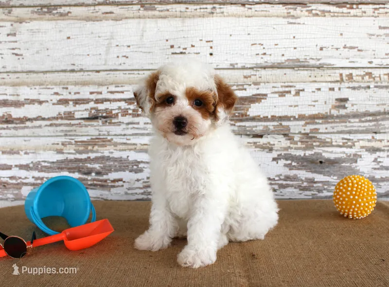 Nacho – Poodle - Miniature  puppy for sale in Chatham, VA