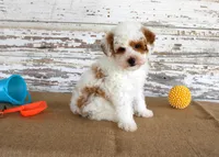 Nacho, a male Poodle - Miniature  for sale in Chatham, VA – 5 of 5
