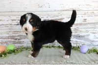 Margie, a female Bernese Mountain Dog for sale in Chatham, VA – Photo 2 of 3