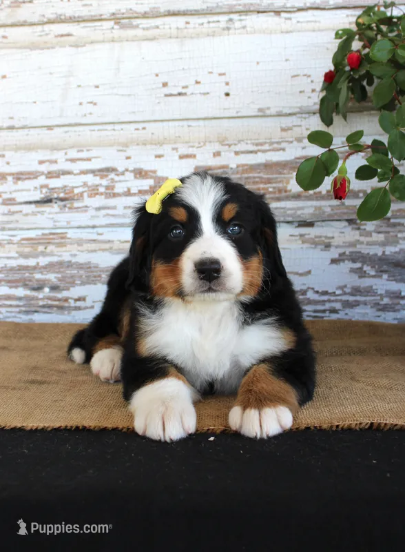 Margie – Bernese Mountain Dog puppy for sale in Chatham, VA