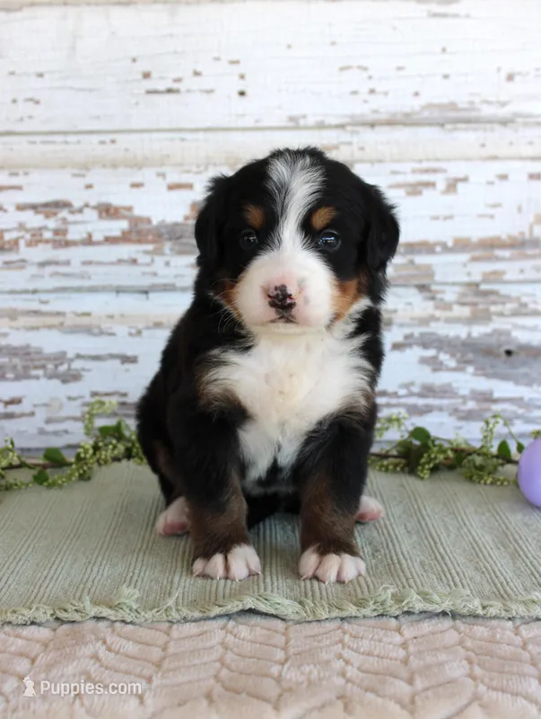 Margie – Bernese Mountain Dog puppy for sale in Chatham, VA