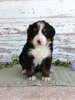 Margie, a female Bernese Mountain Dog for sale in Chatham, VA – Photo 1 of 3