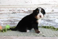 Margie, a female Bernese Mountain Dog for sale in Chatham, VA – Photo 3 of 3