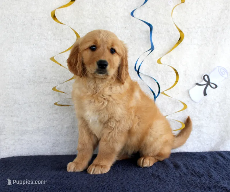 Haley – Golden Retriever puppy for sale in Chatham, VA