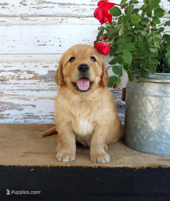 Haley – Golden Retriever puppy for sale in Chatham, VA