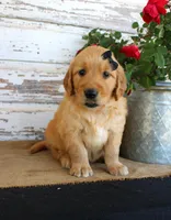 Haley, a female Golden Retriever for sale in Chatham, VA – Photo 2 of 4