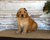 Haley, a female Golden Retriever for sale in Chatham, VA – Photo 4 of 4