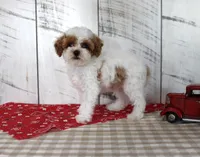 Benny, a male Poodle - Toy  for sale in Chatham, VA – 4 of 4