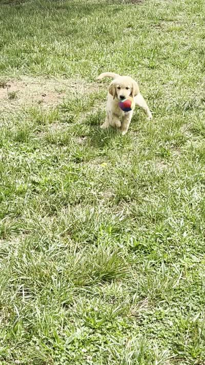 Heather, a female Golden Retriever for sale in Chatham, VA – 10 of 10