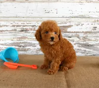 Bouncer, a male Poodle - Toy  for sale in Chatham, VA – 4 of 4