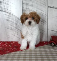 Bitsie, a female Poodle - Toy  for sale in Chatham, VA – 6 of 6