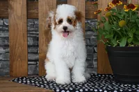 Nacho, a male Poodle - Miniature  for sale in Chatham, VA – 3 of 10