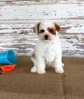 Nacho, a male Poodle - Miniature  for sale in Chatham, VA – 4 of 5