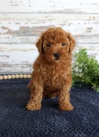 Ryder, a male Poodle - Toy  for sale in Chatham, VA – 1 of 3