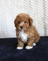Scout, a male Poodle - Toy  for sale in Chatham, VA – 4 of 4