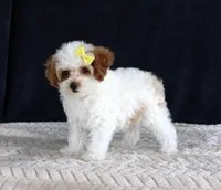 Poppy, a female Poodle - Toy  for sale in Chatham, VA – 7 of 10
