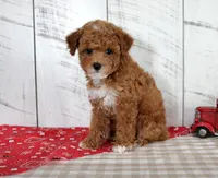 Banjo, a male Poodle - Toy  for sale in Chatham, VA – 6 of 7