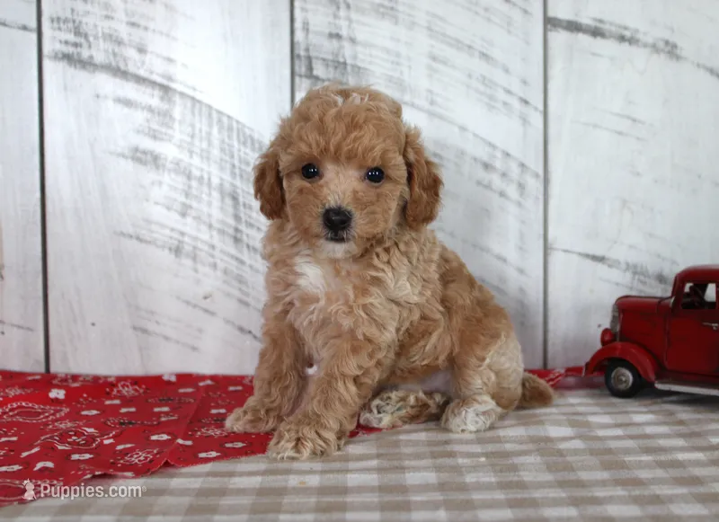 Jax – Poodle - Toy  puppy for sale in Chatham, VA