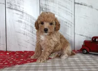 Jax, a male Poodle - Toy  for sale in Chatham, VA – 1 of 4