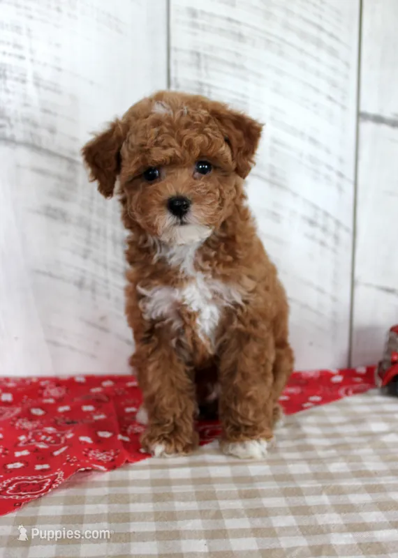 Banjo – Poodle - Toy  puppy for sale in Chatham, VA