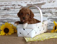 Chief, a male Poodle - Toy  for sale in Chatham, VA – 3 of 4
