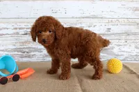 Flame, a male Poodle - Miniature  for sale in Chatham, VA – 3 of 4