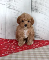 Jaz, a female Poodle - Toy  for sale in Chatham, VA – 3 of 5
