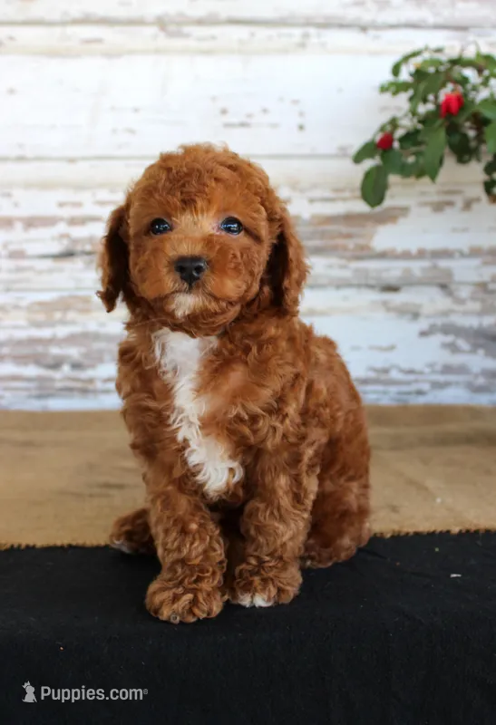 Duke – Poodle - Miniature  puppy for sale in Chatham, VA