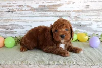 Duke, a male Poodle - Miniature  for sale in Chatham, VA – Photo 2 of 2