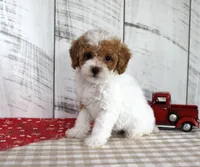 Bitsie, a female Poodle - Toy  for sale in Chatham, VA – 4 of 6