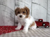 Buster, a male Poodle - Toy  for sale in Chatham, VA – 5 of 6