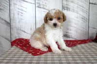 Jip, a male Poodle - Toy  for sale in Chatham, VA – 3 of 4