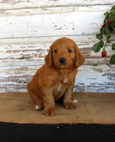 Jingo, a male Miniature Goldendoodle for sale in Chatham, VA – Photo 2 of 3