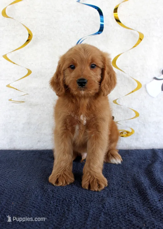 Jingo – Miniature Goldendoodle puppy for sale in Chatham, VA