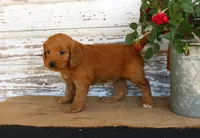 Jingo, a male Miniature Goldendoodle for sale in Chatham, VA – Photo 3 of 3