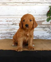 Jingo, a male Miniature Goldendoodle for sale in Chatham, VA – Photo 1 of 3