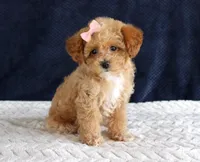 Penny, a female Poodle - Toy  for sale in Chatham, VA – 5 of 10