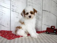 Nacho, a male Poodle - Miniature  for sale in Chatham, VA – 6 of 10