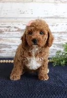 Bonnie, a female Poodle - Miniature  for sale in Chatham, VA – 3 of 3