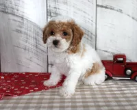 Buster, a male Poodle - Toy  for sale in Chatham, VA – 4 of 6