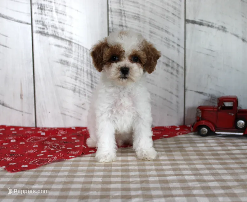 Benny – Poodle - Toy  puppy for sale in Chatham, VA