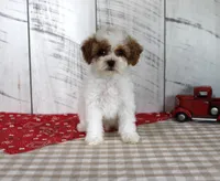 Benny, a male Poodle - Toy  for sale in Chatham, VA – 1 of 4