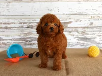 Fire, a male Poodle - Miniature  for sale in Chatham, VA – 2 of 5