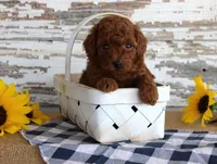 Champ, a male Poodle - Toy  for sale in Chatham, VA – 3 of 4